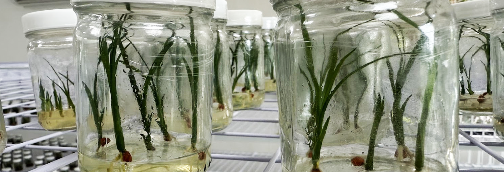 Laboratorio de micropropagación de Castamay Reforesta