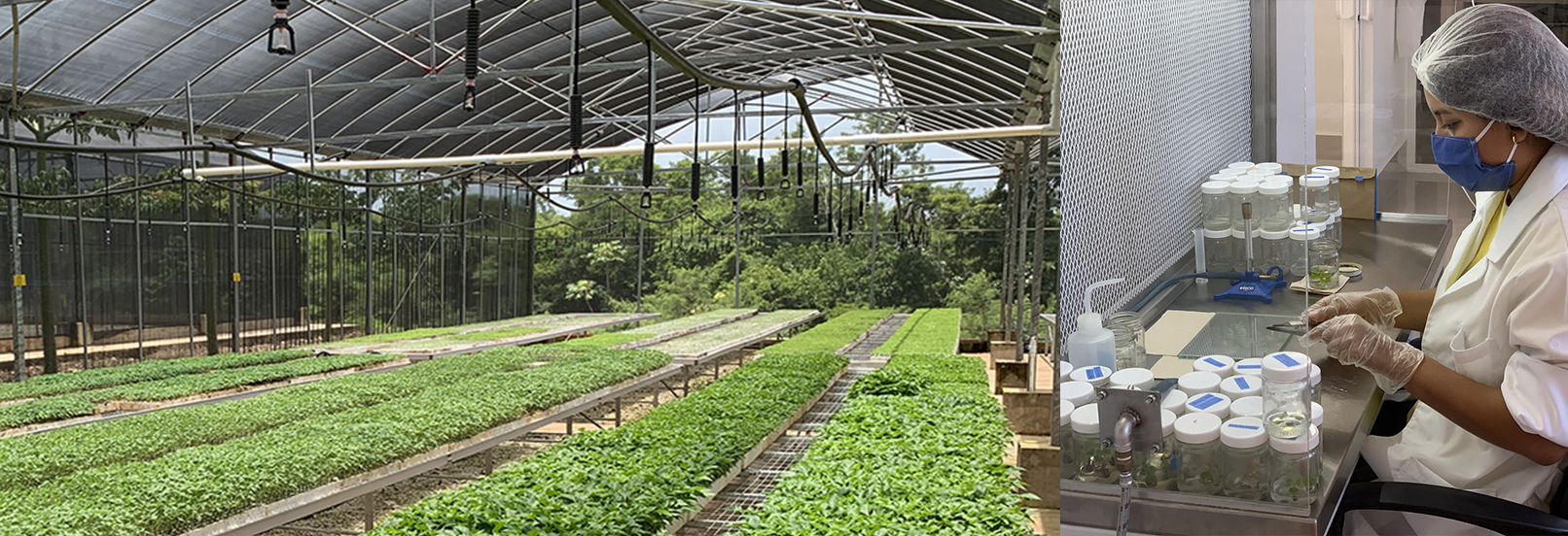 Plantas in vitro en cuarto de crecimiento